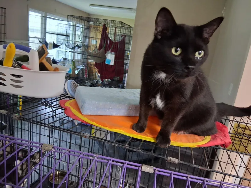 An adult medium-sized female Black Domestic Short Hair cat named Simone for adoption in Lapeer, MI