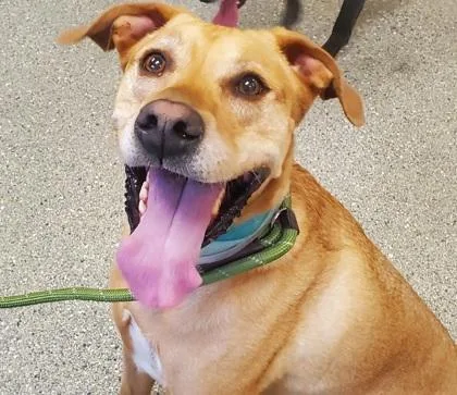 An adult large-sized female Vizsla dog named Saffron for adoption in Kansas City, MO