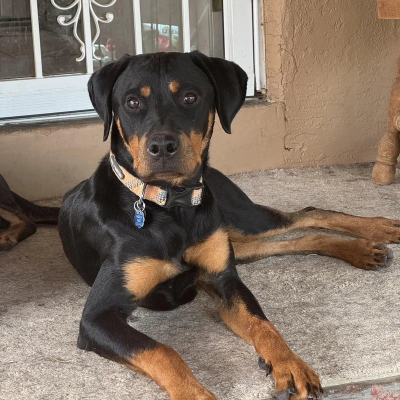 A young medium-sized female Black Doberman Pinscher dog named Maybe for adoption in Kingwood, TX
