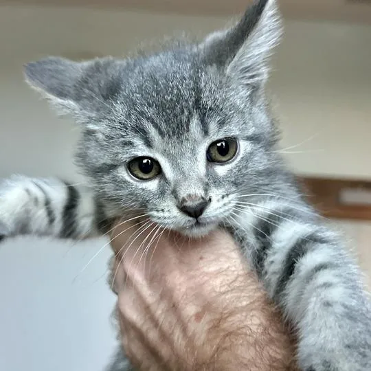 A baby small-sized male Gray / Blue / Silver Domestic Short Hair cat named Sage for adoption in Matteson, IL