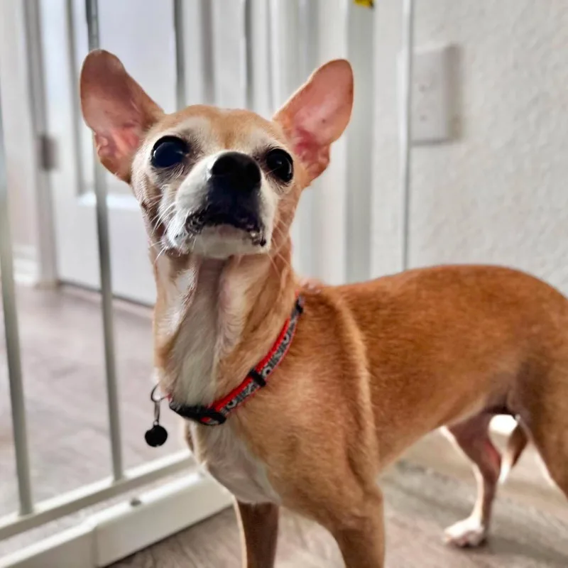 A senior small-sized female Chihuahua dog named Maisy for adoption in Bryan, TX
