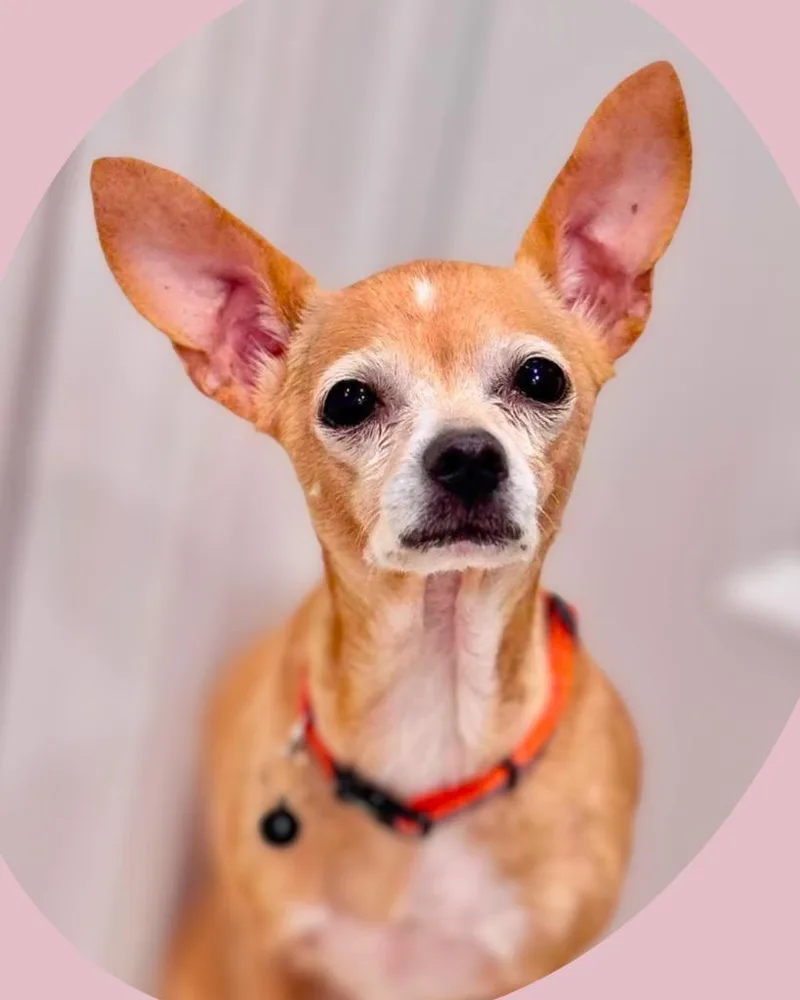 Maisy thumbnail 3