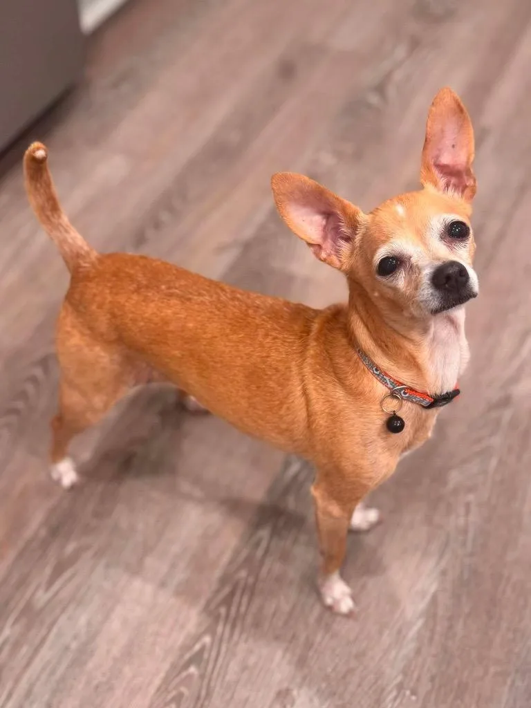 Maisy thumbnail 5