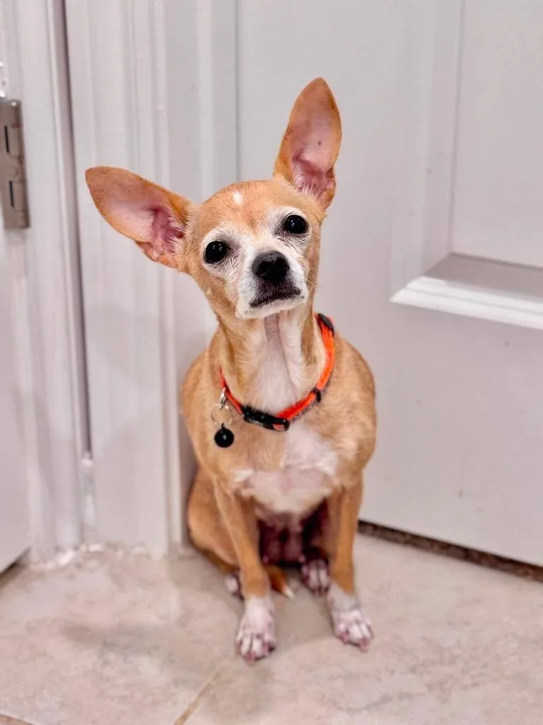 Maisy thumbnail 6