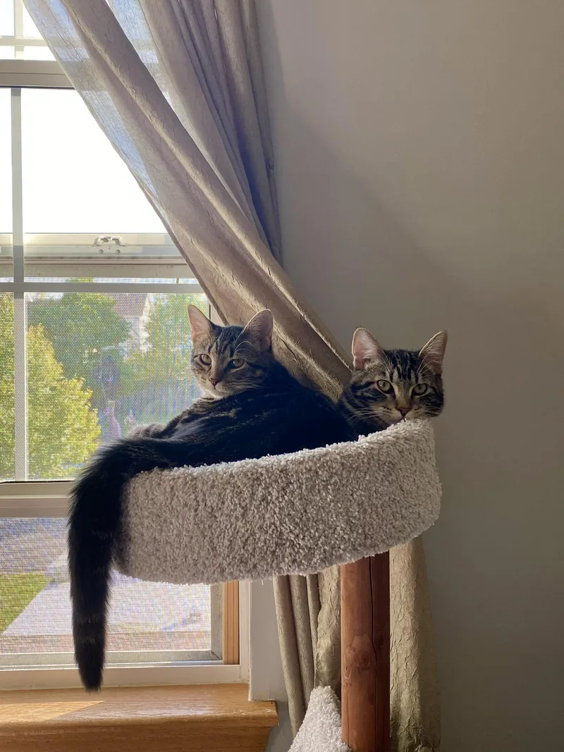 Stormy & Misty thumbnail 2