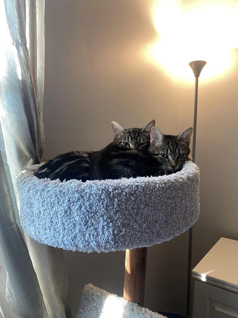 Stormy & Misty thumbnail 3