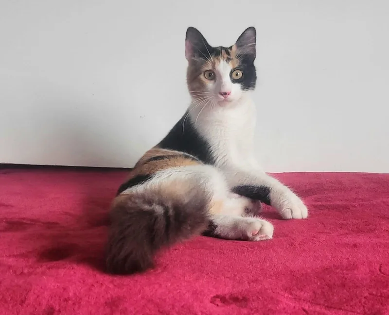 A baby small-sized female Calico cat named Nailah for adoption in San Juan, PR