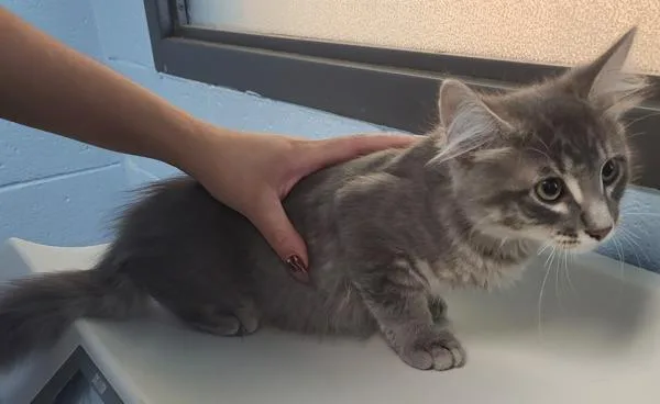 A baby medium-sized female Domestic Medium Hair cat named Fb D Saffron for adoption in Lawrenceville, GA