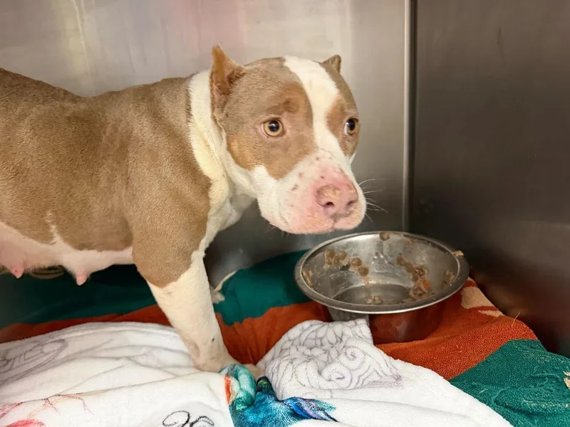 An adult medium-sized female American Staffordshire Terrier dog named Valerie for adoption in Tulsa, OK