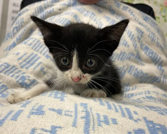 A baby small-sized female Domestic Short Hair cat named Mitzy for adoption in Rosenberg, TX
