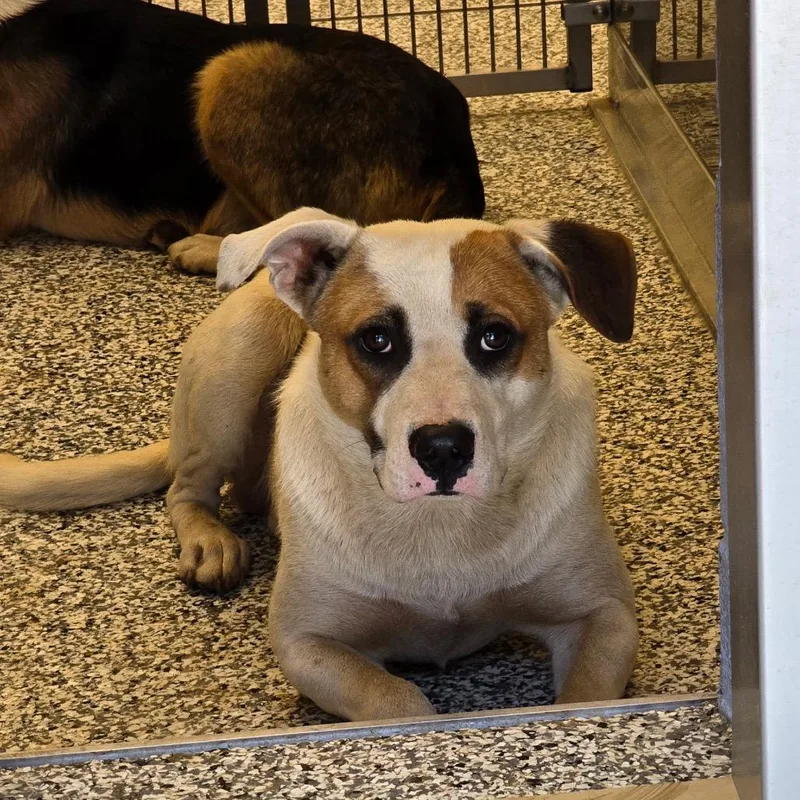 A young medium-sized male White / Cream Terrier dog named Randall for adoption in Madisonville, TN