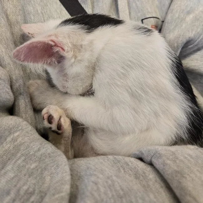 A baby small-sized male White Domestic Short Hair cat named Wombat for adoption in Sioux Falls, SD