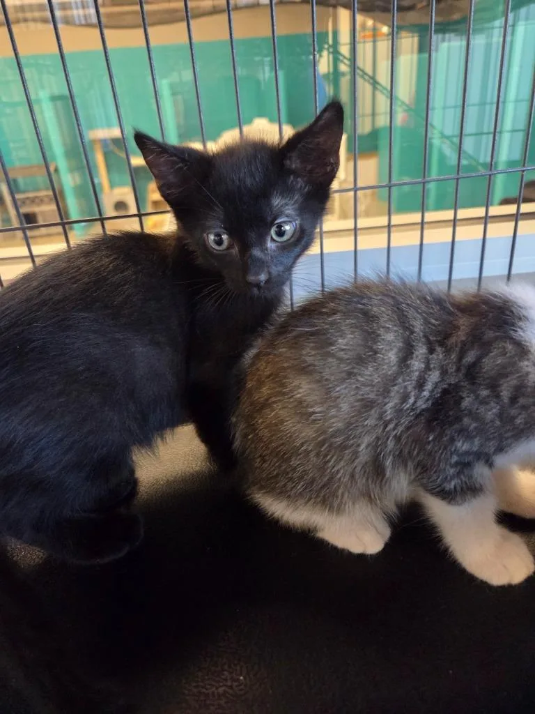 A baby small-sized male Domestic Short Hair cat named Jasper for adoption in Bossier City, LA