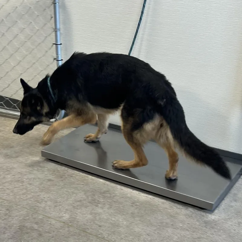 An adult large-sized female Mixed Breed dog named Beily for adoption in Las Cruces, NM