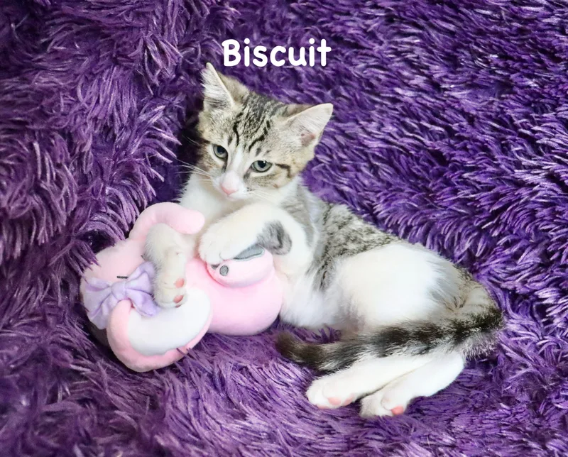 Biscuit thumbnail 4
