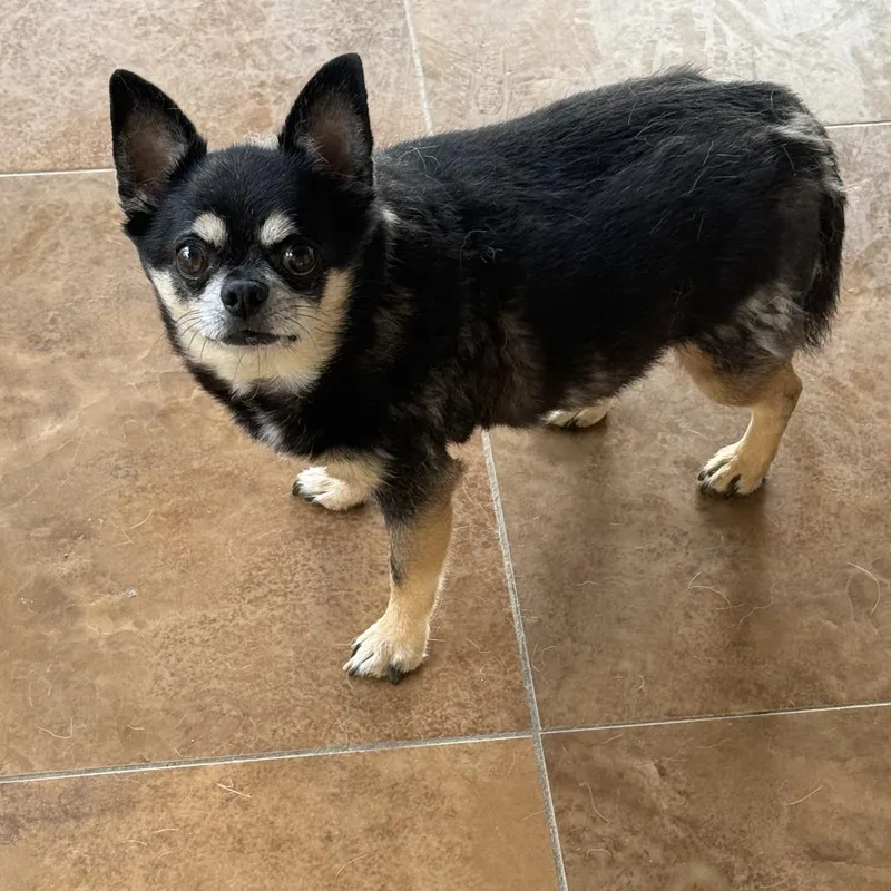 An adult small-sized male Chihuahua dog named Chico for adoption in Auburn, NE