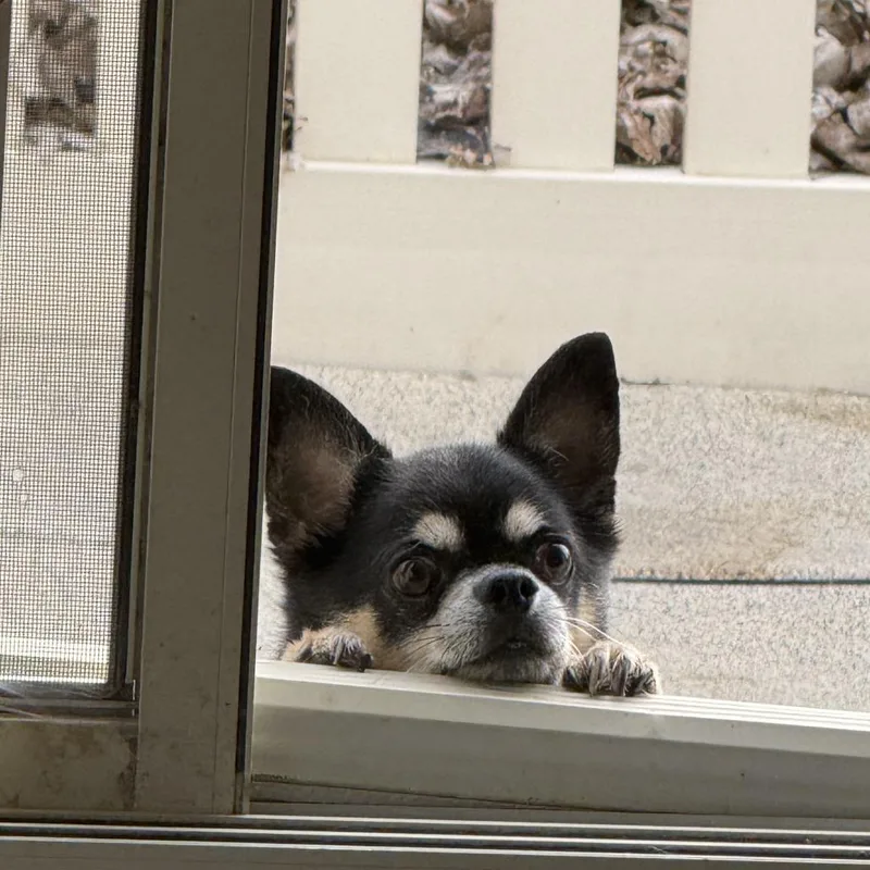 Chico thumbnail 2