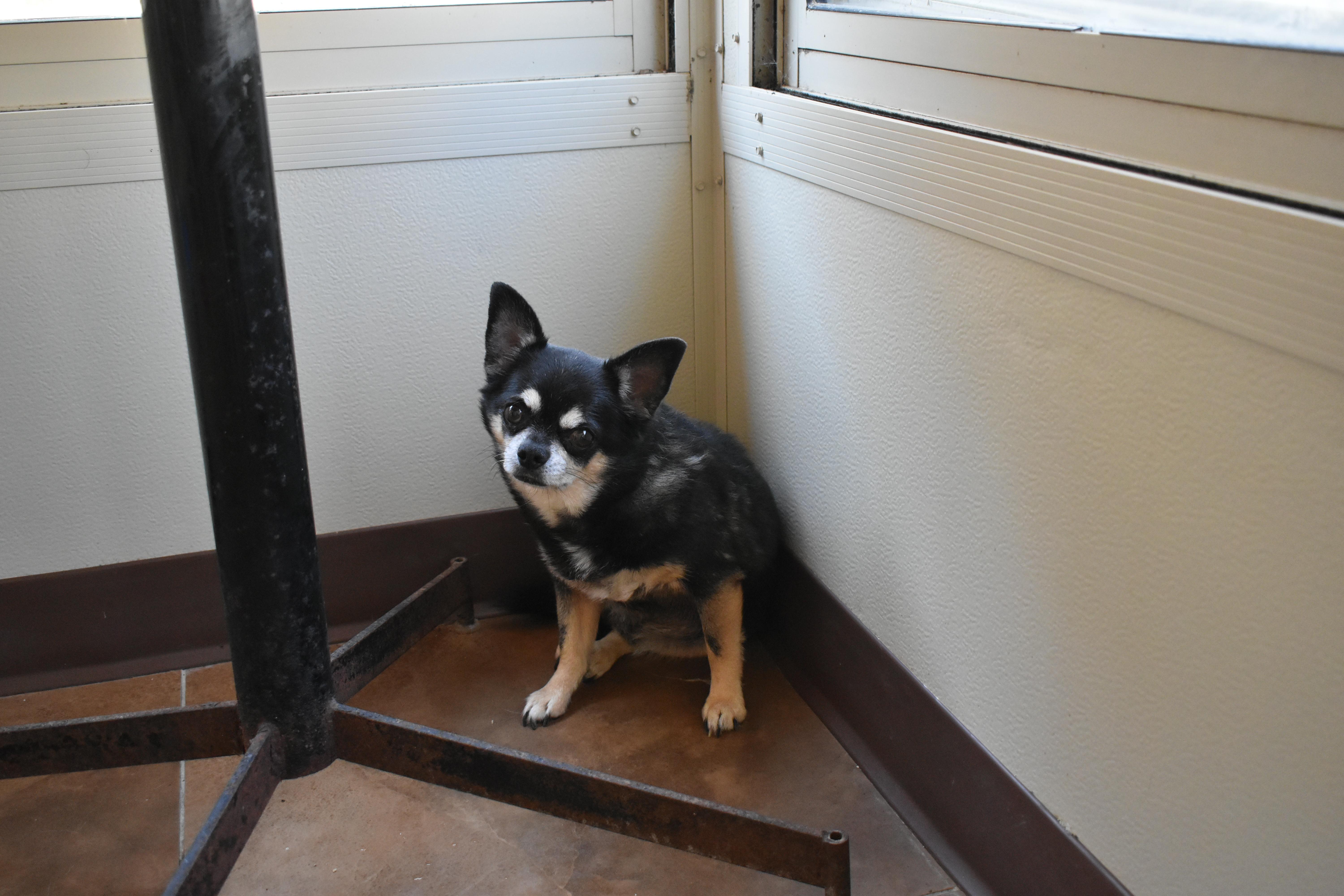 Chico thumbnail 3