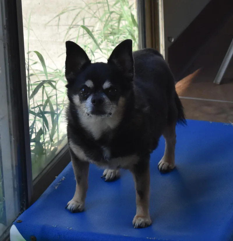 Chico thumbnail 4