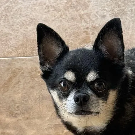 Chico thumbnail 5