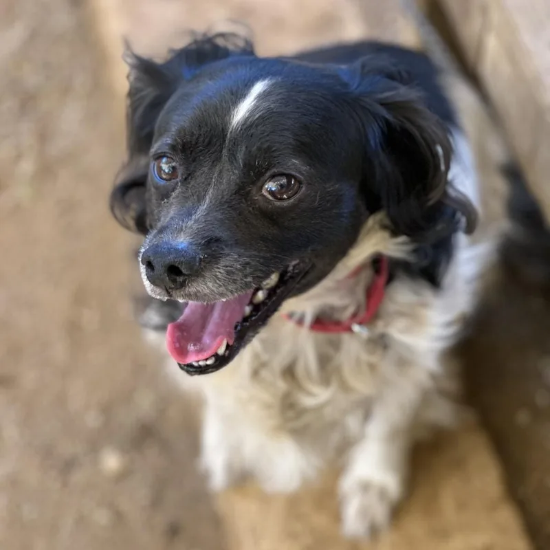 A senior medium-sized female Black English Springer Spaniel dog named Chloe for adoption in Austin, TX