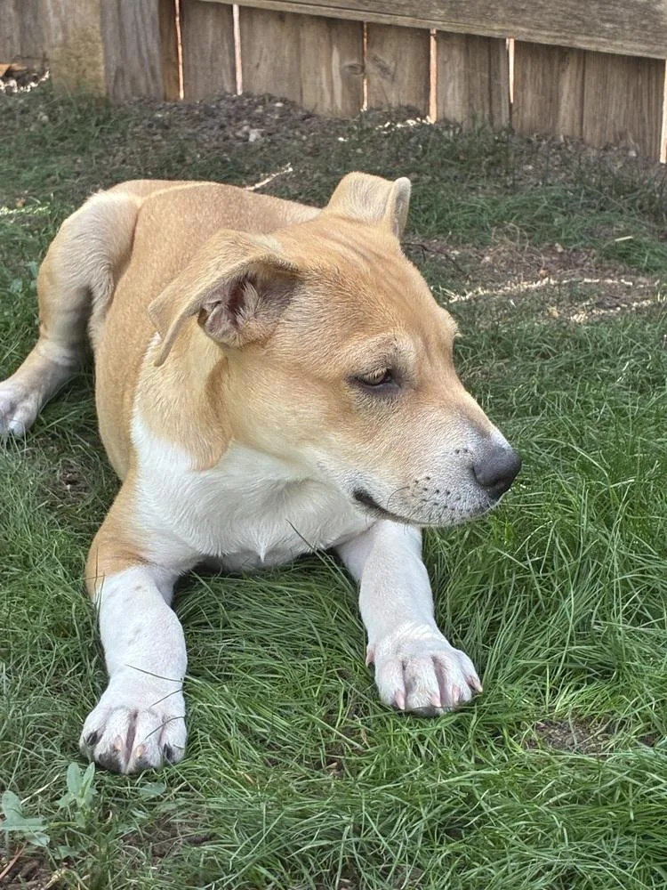 A baby medium-sized male Pit Bull Terrier dog named Journey for adoption in Thornton, CO