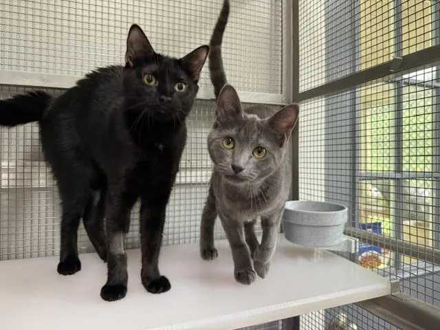 A young medium-sized female Black Domestic Short Hair cat named Rye for adoption in Saranac Lake, NY
