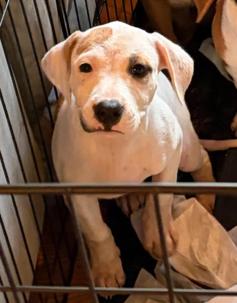 A baby small-sized female Mixed Breed dog named Yzma for adoption in St. Augustine, FL