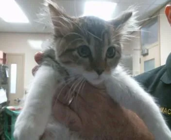 A baby small-sized female Domestic Medium Hair cat named Europa for adoption in Sacramento, CA