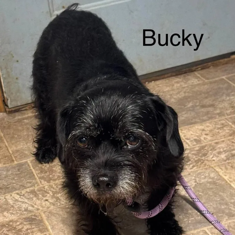 An adult small-sized male Black Shih Tzu dog named Bucky for adoption in Normal, IL