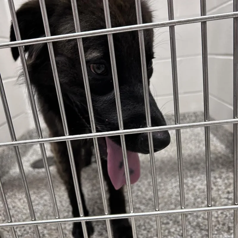 Otis thumbnail 3