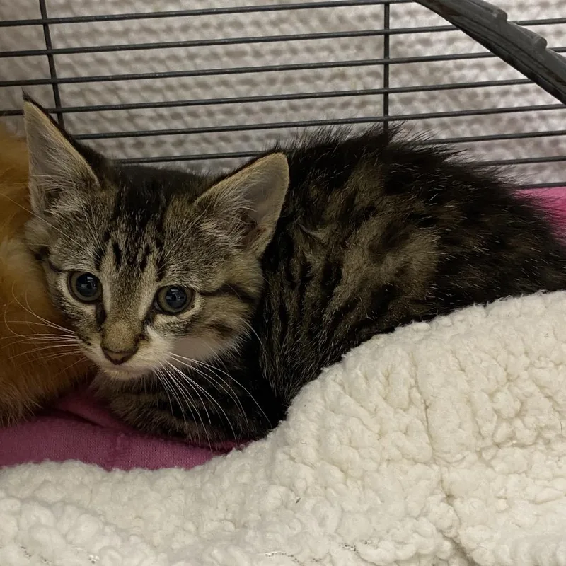 A baby small-sized male Brown / Chocolate Domestic Short Hair cat named Pierce for adoption in Norfolk, NE