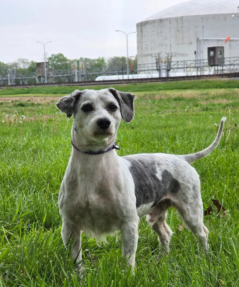 An adult medium-sized male Schnauzer dog named Jojo for adoption in Huntington, IN