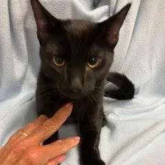 A baby medium-sized male Black Domestic Short Hair cat named Angus for adoption in Green Valley, AZ