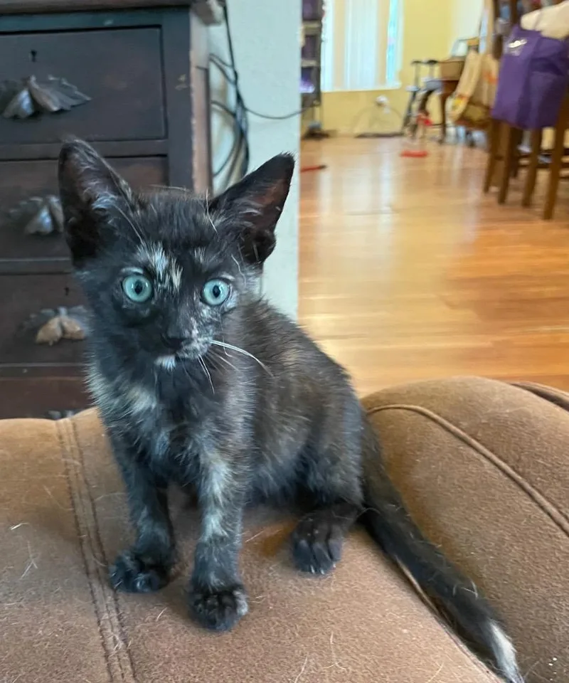 A baby medium-sized female Domestic Short Hair cat named North Star for adoption in Gorham, ME