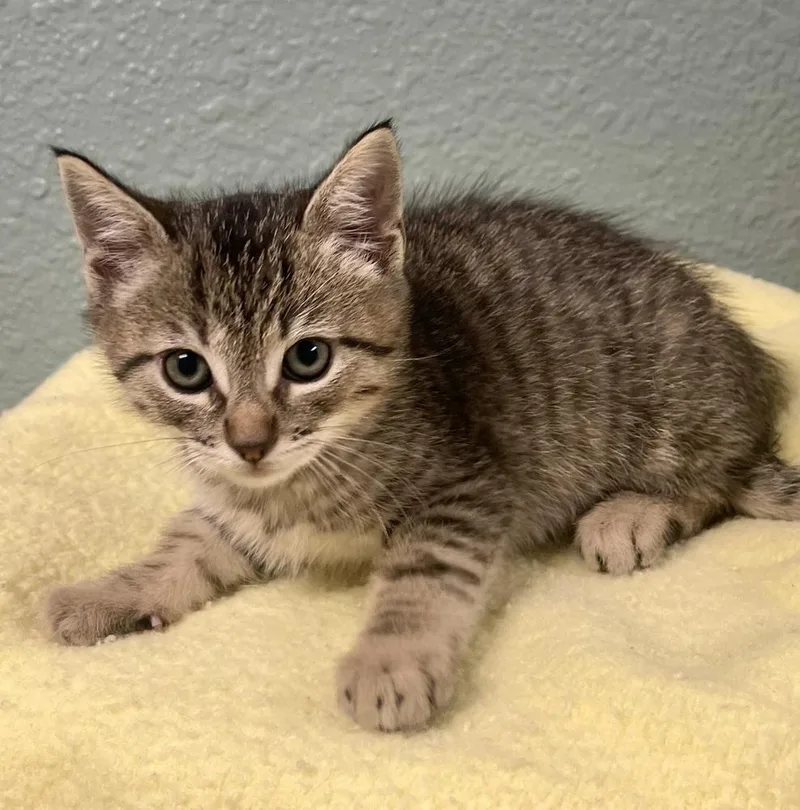 A baby small-sized male Domestic Short Hair cat named Sprite for adoption in Jamestown, CA