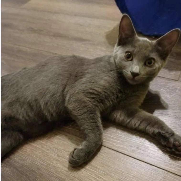 Chrissie Hynde thumbnail 2