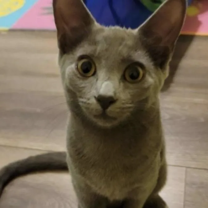 Chrissie Hynde thumbnail 3