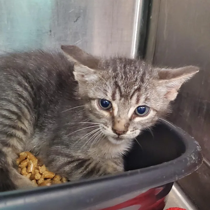 A baby small-sized male Domestic Short Hair cat named Curry for adoption in Lake Jackson, TX