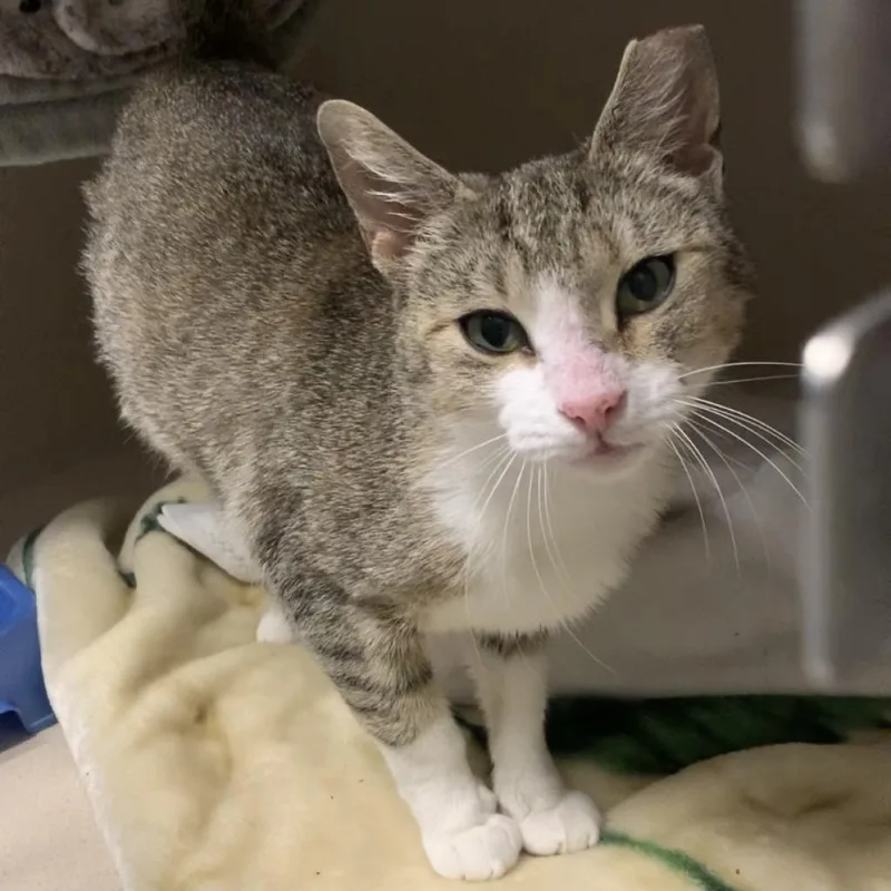 An adult medium-sized female White Domestic Short Hair cat named Jona for adoption in Fort Collins, CO
