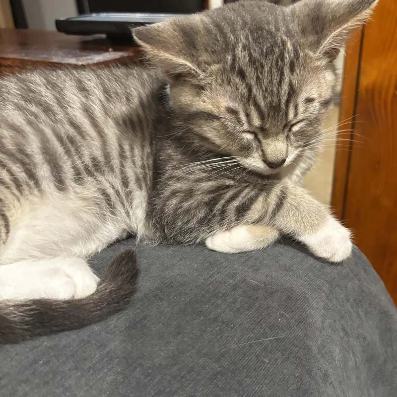A baby small-sized male Tabby (Gray / Blue / Silver) Domestic Short Hair cat named Kevin for adoption in Portland, OR