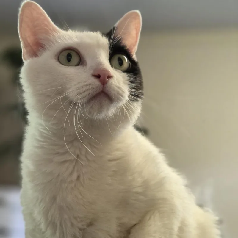 An adult large-sized female White Domestic Short Hair cat named Penelope for adoption in Pittsford, VT