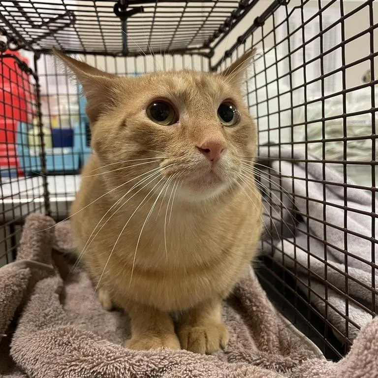 A young medium-sized male Orange / Red Domestic Short Hair cat named Wallen for adoption in Chicago, IL