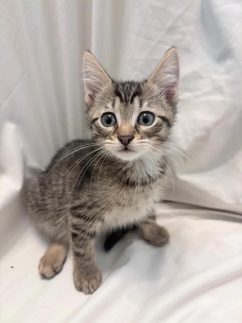 A baby medium-sized male Tabby (Brown / Chocolate) Domestic Short Hair cat named Donnie Meatball for adoption in Greensboro, NC