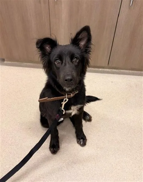 A young small-sized female German Shepherd Dog dog named Nila for adoption in Baytown, TX