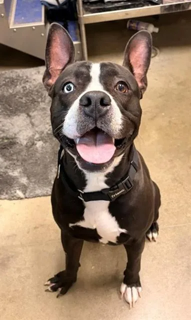 A young medium-sized male Pit Bull Terrier dog named Duolingo for adoption in Leesburg, VA