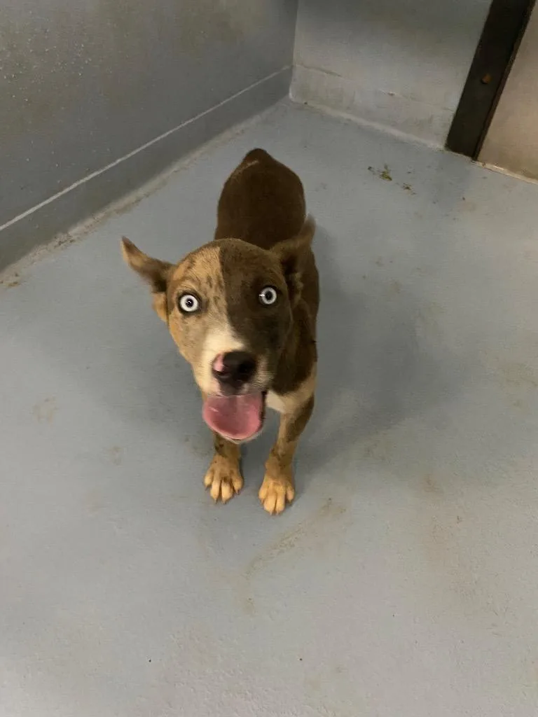 A baby medium-sized male Mixed Breed dog named Lenny for adoption in Cartersville , GA
