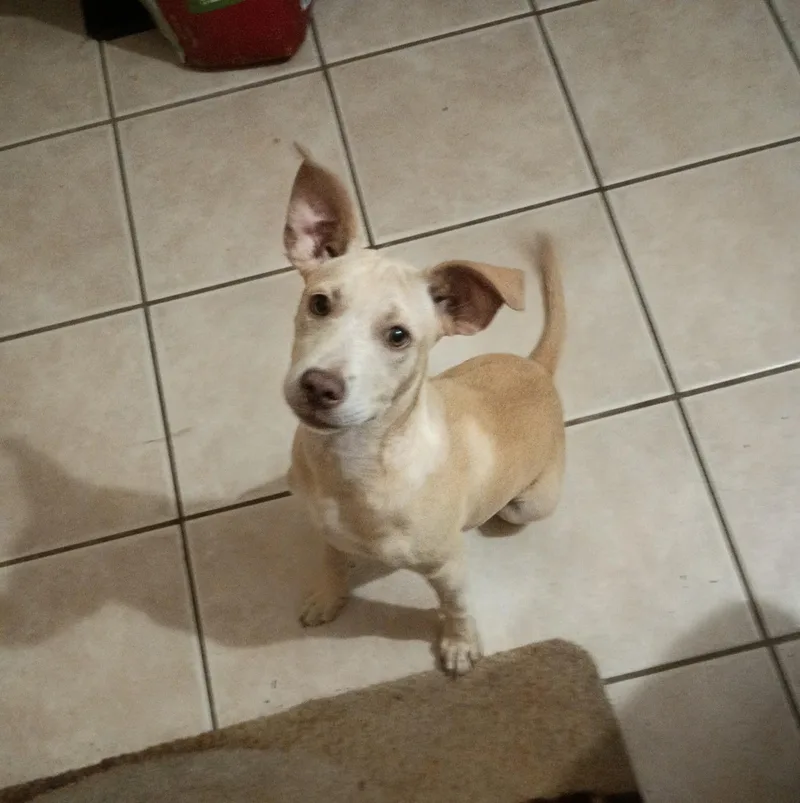 A baby small-sized female Dachshund dog named Mango for adoption in phenix city, AL