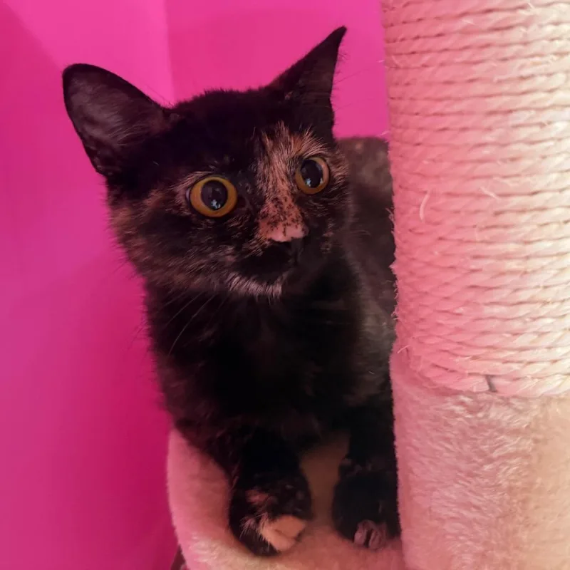 A young medium-sized female Tortoiseshell Domestic Short Hair cat named Calypso for adoption in Terre Haute, IN