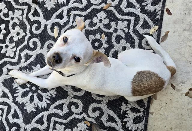 A young medium-sized female Terrier dog named Annie for adoption in San Antonio, TX